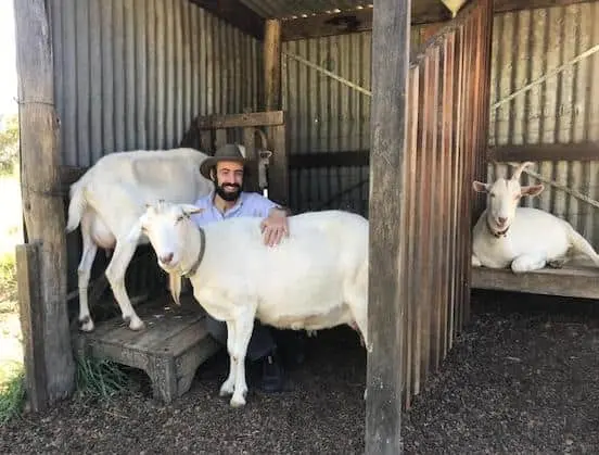 Mario with three white goats