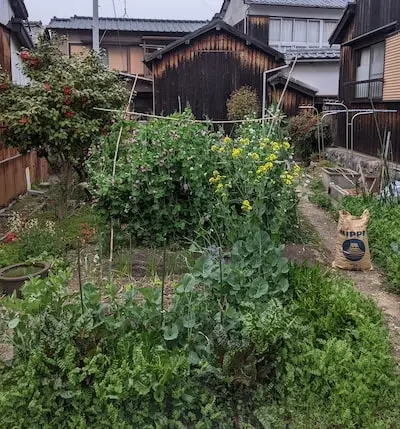 A vegetable garden with traditional japanese houses